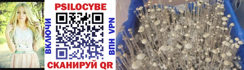 Псилоцибиновые грибы Psilocybine cubensis  где купить наркотик  Тобольск 